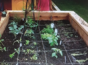 First planting in raised garden